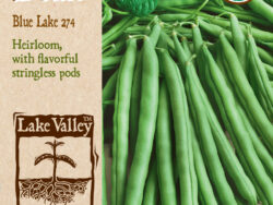 Bean, Bush Blue Lake