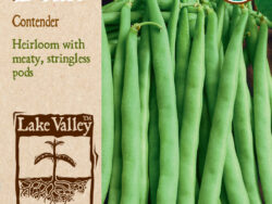 Bean, Bush Contender Organic