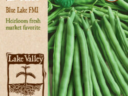 Bean, Pole Blue Lake Organic