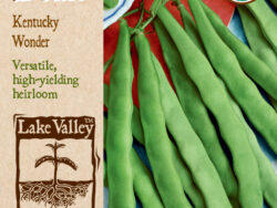 Bean, Pole Kentucky Wonder Organic