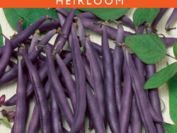 Bean, Royal Burgundy