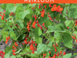 Bean, Scarlet Emperor (Pole)