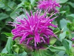 Bee Balm, Blue Stocking
