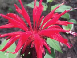 Bee Balm, Jacob Cline