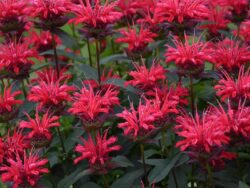 Bee Balm, BeeMine Red