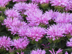 Bee Balm, Sugar Buzz Pink Frosting