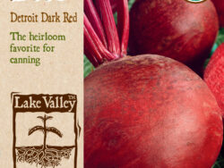 Beet, Detroit Dark Red Organic