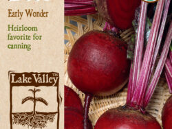 Beet, Early Wonder Organic