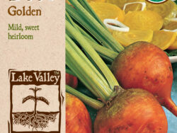 Beet, Golden Organic