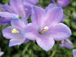 Bellflower, Thumbell Rotundifolia