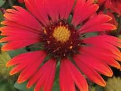 Blanket Flower, Arizona Red Shades