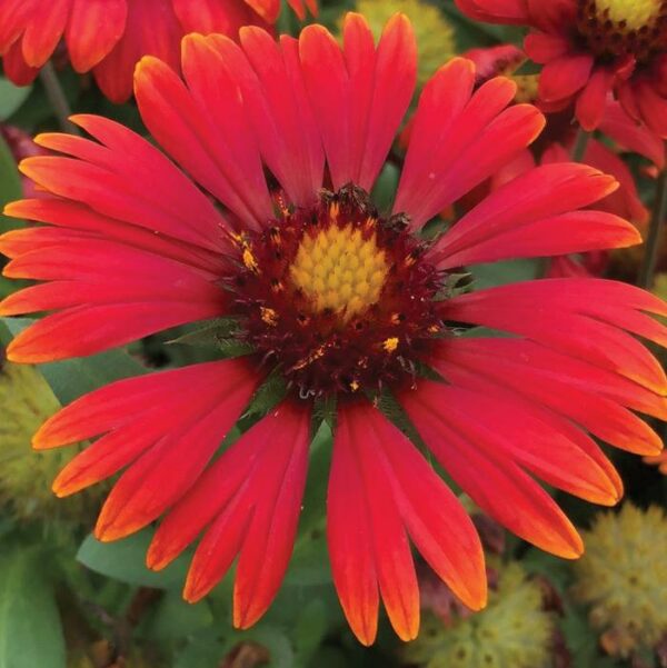 Blanket Flower, Arizona Red Shades