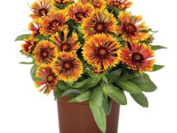 Blanket Flower, Spintop Mariachi Copper Sun