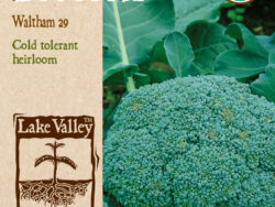 Broccoli, Waltham Organic
