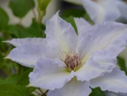 Clematis, Tranquilite