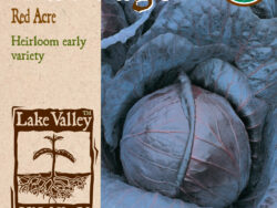 Cabbage, Red Acre Organic