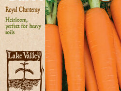 Carrot, Royal Chantenay Organic