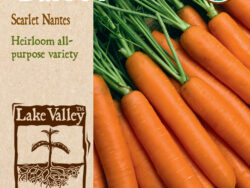 Carrot, Scarlet Nantes Organic