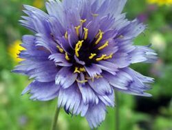 Cantanache, Cupid's Dart