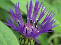 Centaurae, Montana Blue (Bachelor Button)