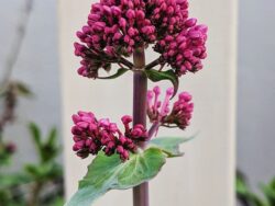 Centranthus, Valerian Red (Jupiter's Beard)