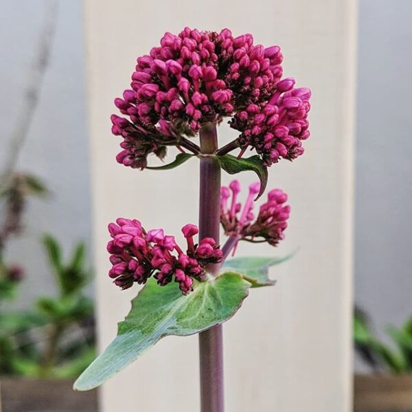 Centranthus, Valerian Red (Jupiter's Beard)