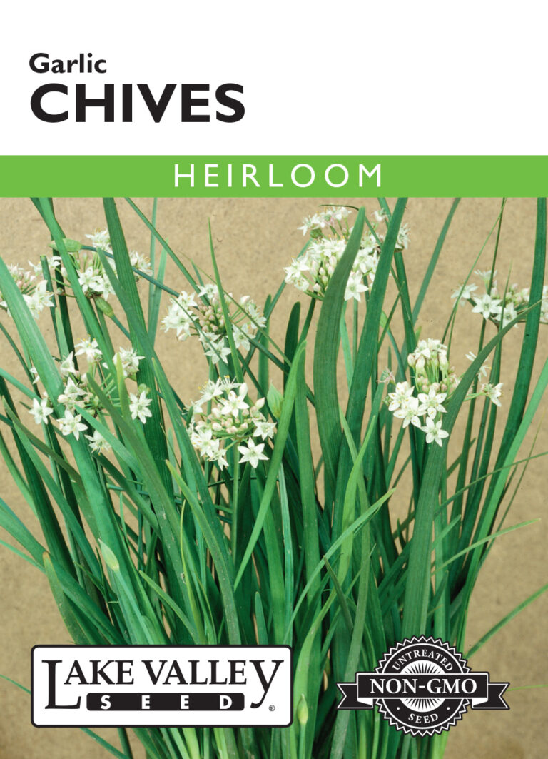 Chives, Garlic Heirloom A+ Garden Center Duluth, Minnesota Plants