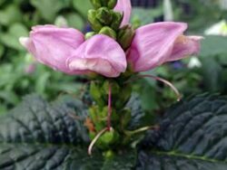 Chelone, Hot Lips (Turtlehead)