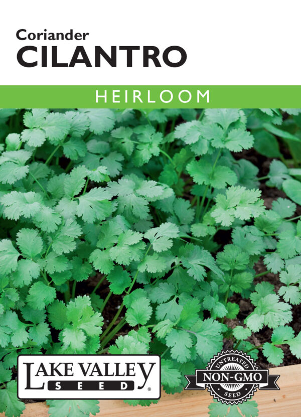 Cilantro, Coriander Heirloom