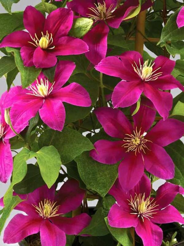 Clematis, Acropolis