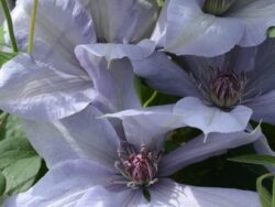 Clematis, Bernadine