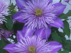 Clematis, Crystal Fountains
