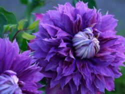 Clematis, Diamantina