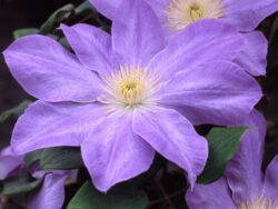 Clematis, Diana's Delight