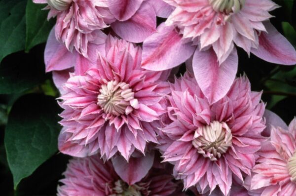 Clematis, Josephine