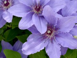 Clematis, Parisienne