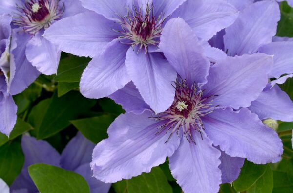 Clematis, Parisienne