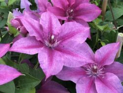 Clematis, Rosalie