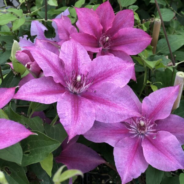 Clematis, Rosalie