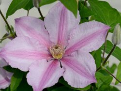 Clematis, Sally
