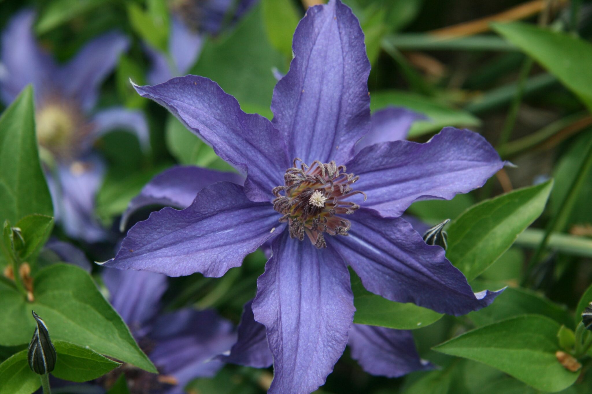 Clematis, Sapphire Indigo - A+ Garden Center | Duluth, Minnesota ...