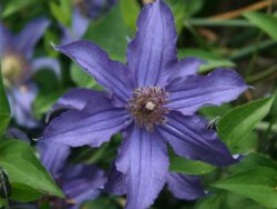 Clematis, Sapphire Indigo