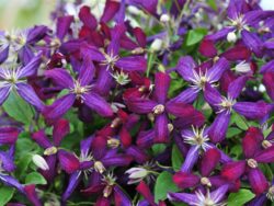 Clematis, Sweet Summer Love