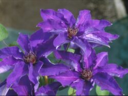 Clematis, The President