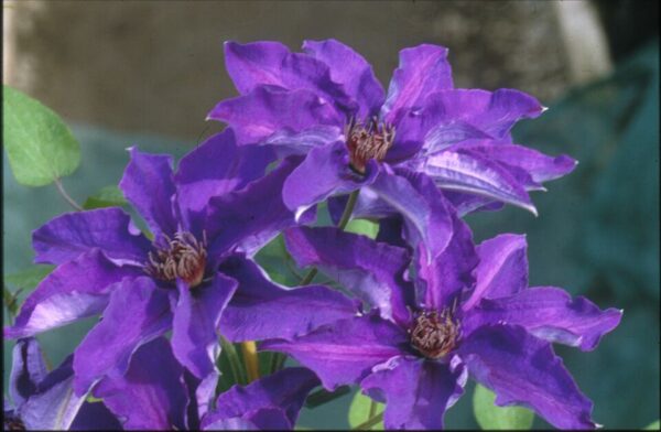 Clematis, The President