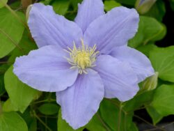 Clematis, Zara