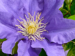Clematis, Olympia