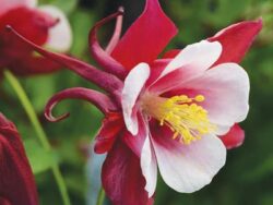 Columbine, Earlybird Red White