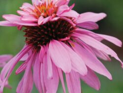 Coneflower, Doubledecker