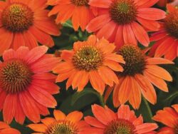 Coneflower, Artisan Ombre Red